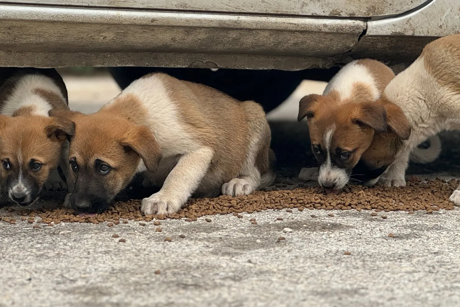 Three puppies eating kibble scattered on the ground beneath a parked car