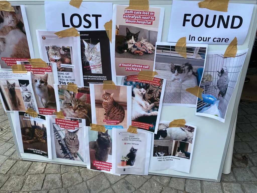 Lost-and-found board covered with photos of cats in Animals Lebanon's care