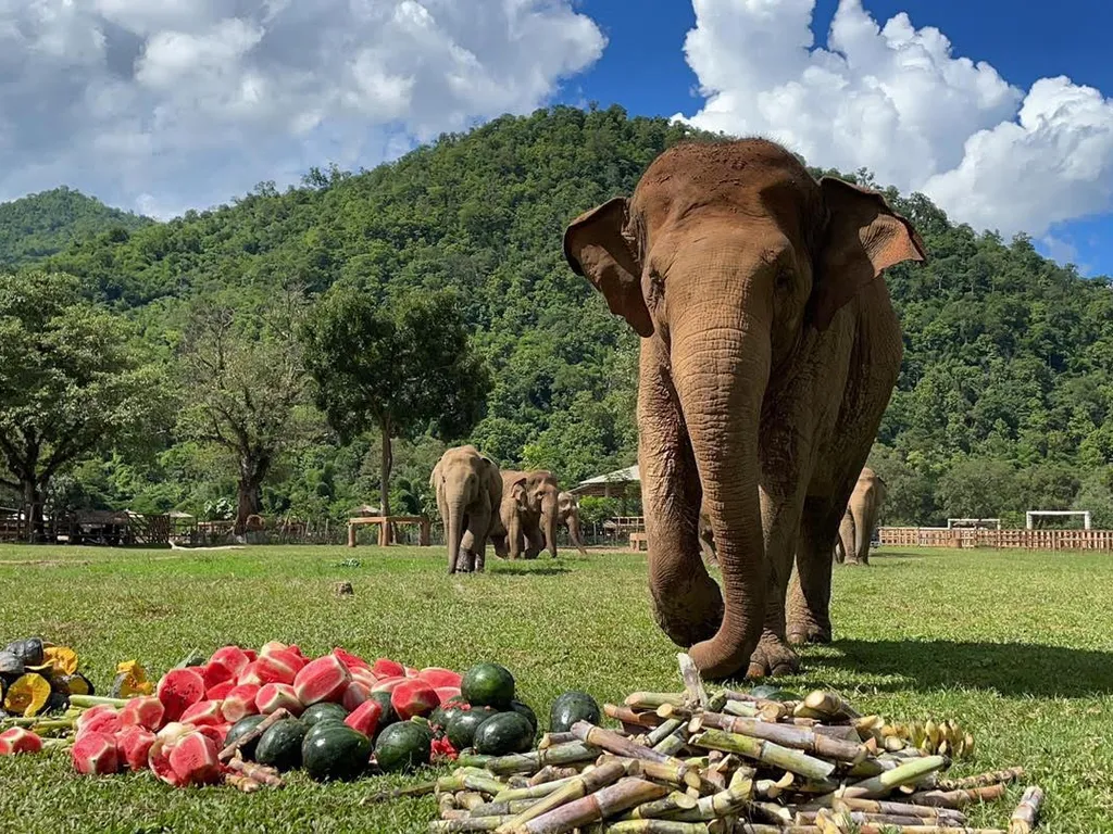 Elephant walking past donated watermelons and sugarcane