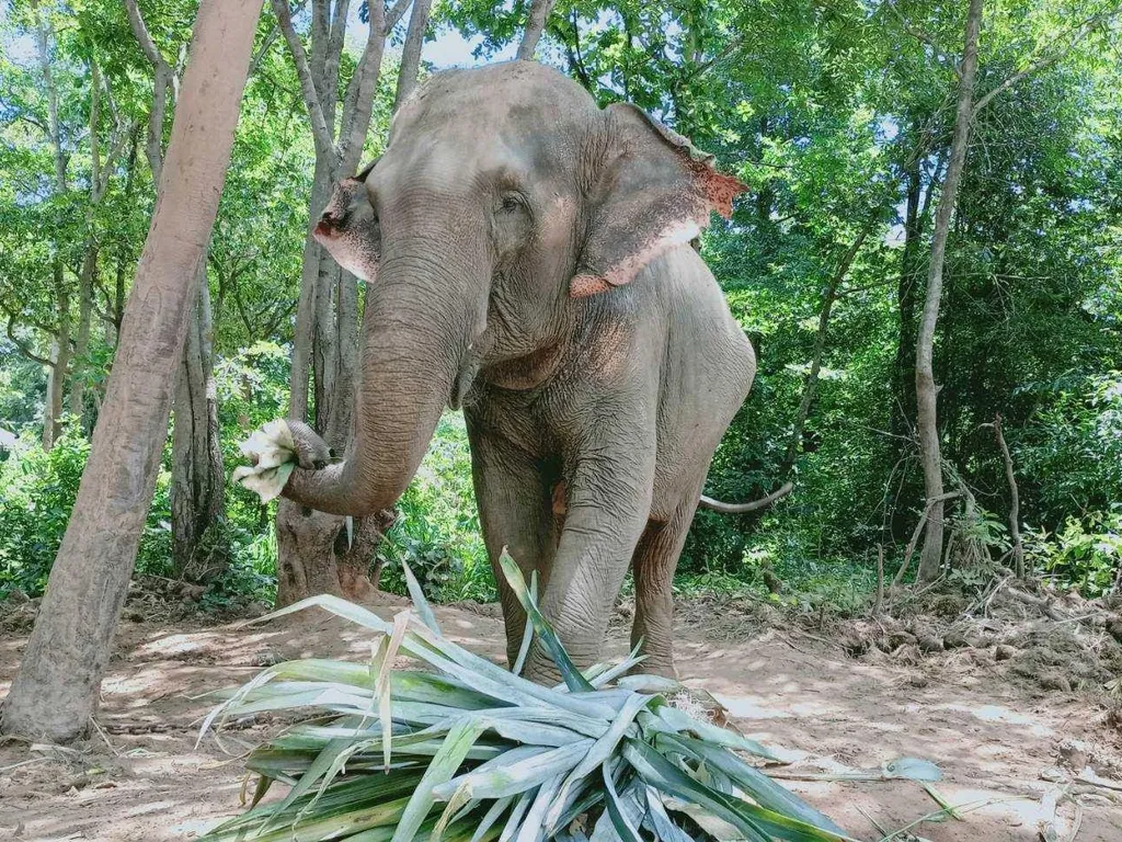 Elephant eating pineapple leaves