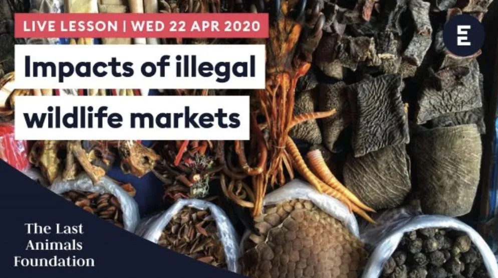 Encounter Edu live lesson: Impacts of Illegal Wildlife Markets