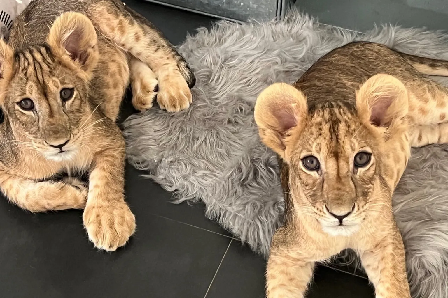 Two lion cubs lying on a dark tiled floor and a grey sheepskin rug, looking at the camera