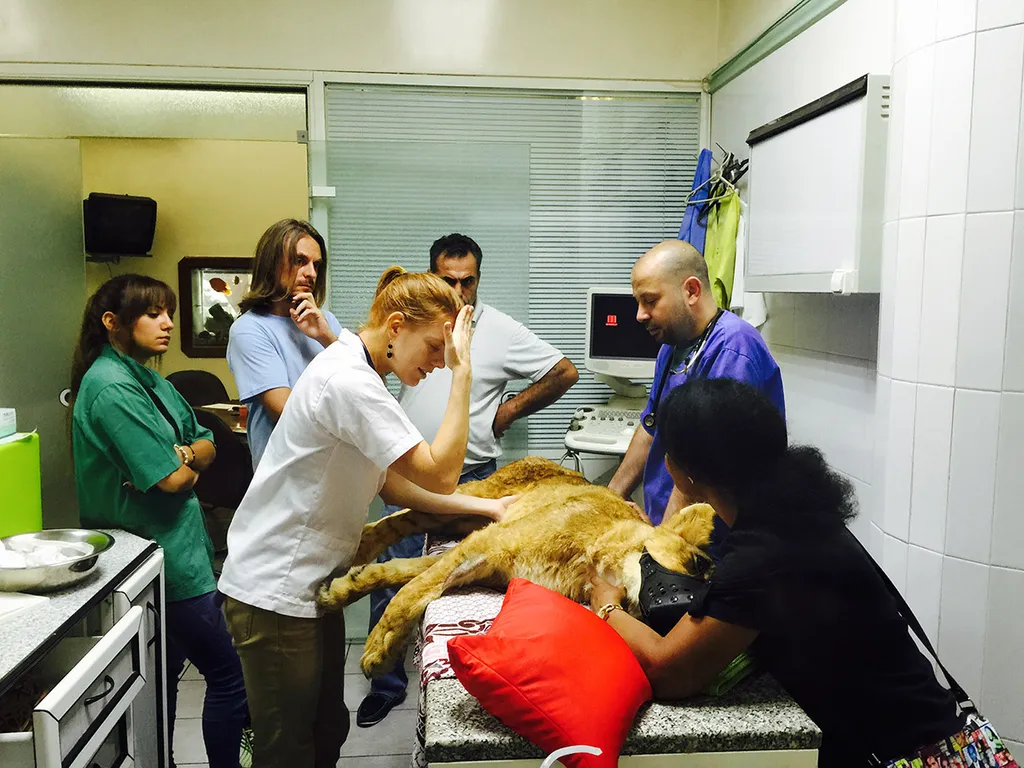 Animals Lebanon veterinary team treating a lion