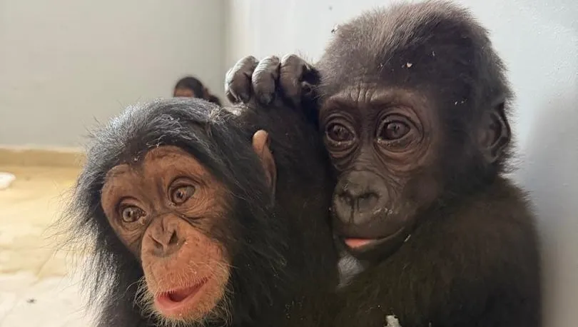 An infant gorilla resting its hand on the head of a young chimpanzee
